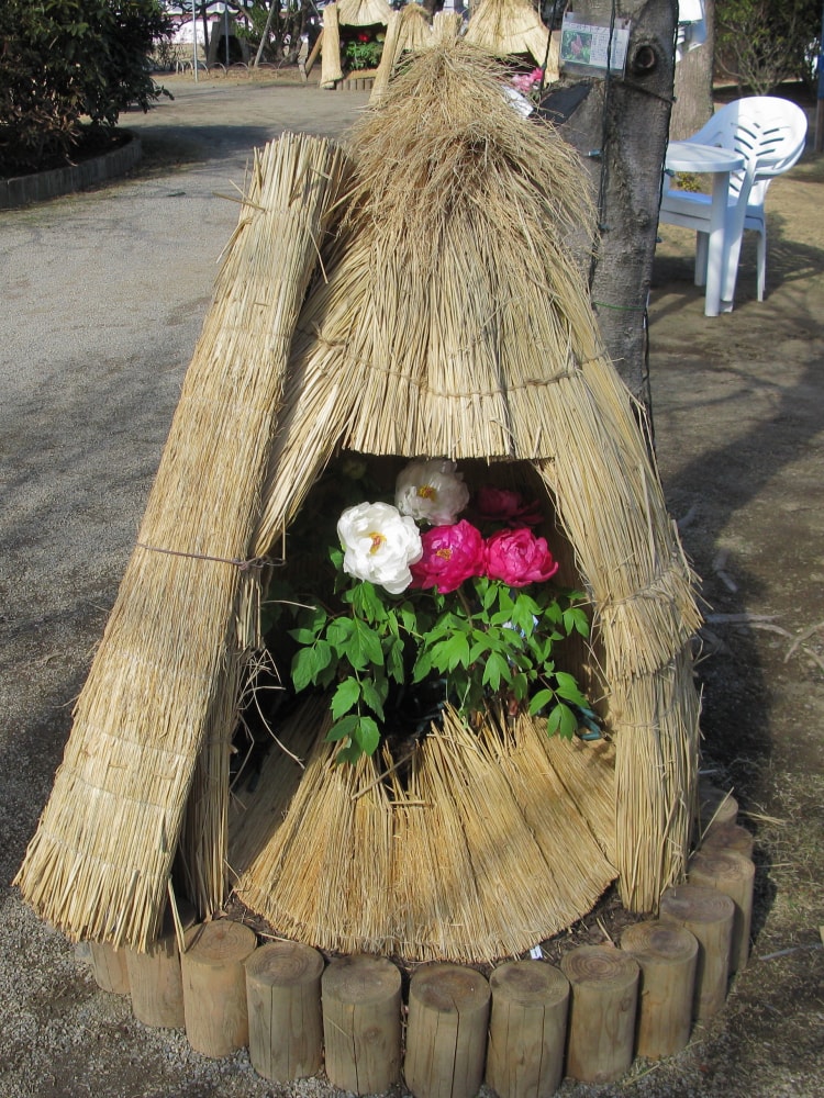 あしかがフラワーパークの写真6