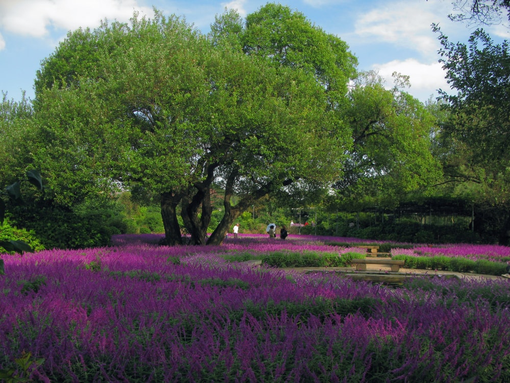 あしかがフラワーパークの写真8