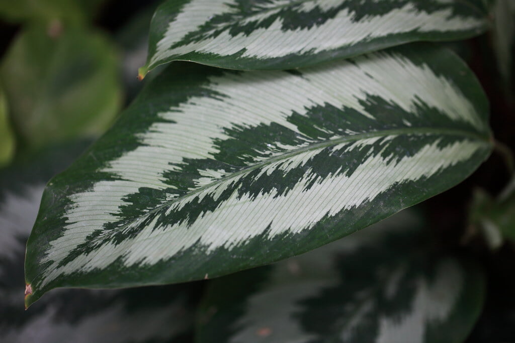 とちぎ花センターの写真3