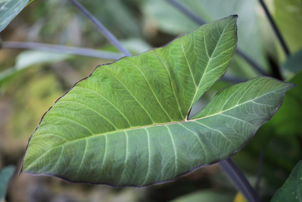 とちぎ花センターの写真4
