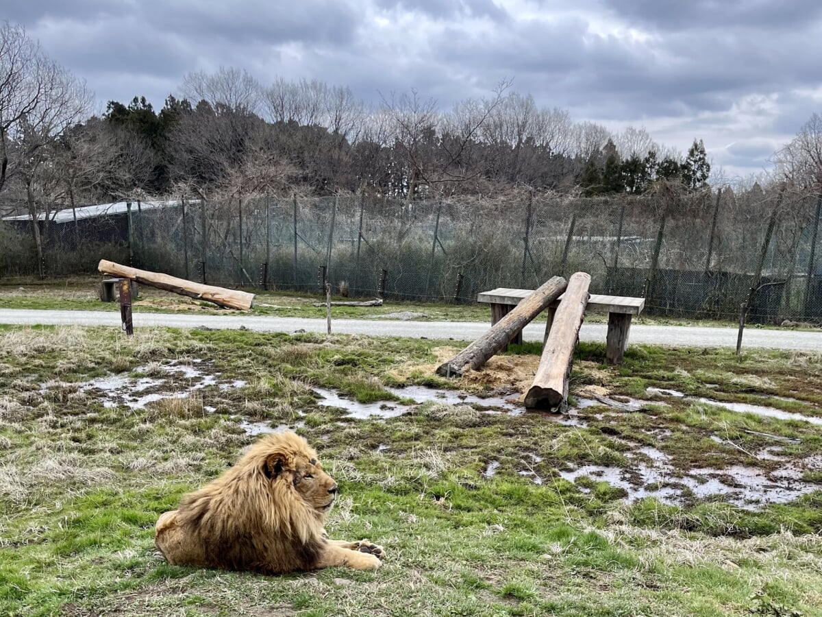 那須サファリパークの写真2