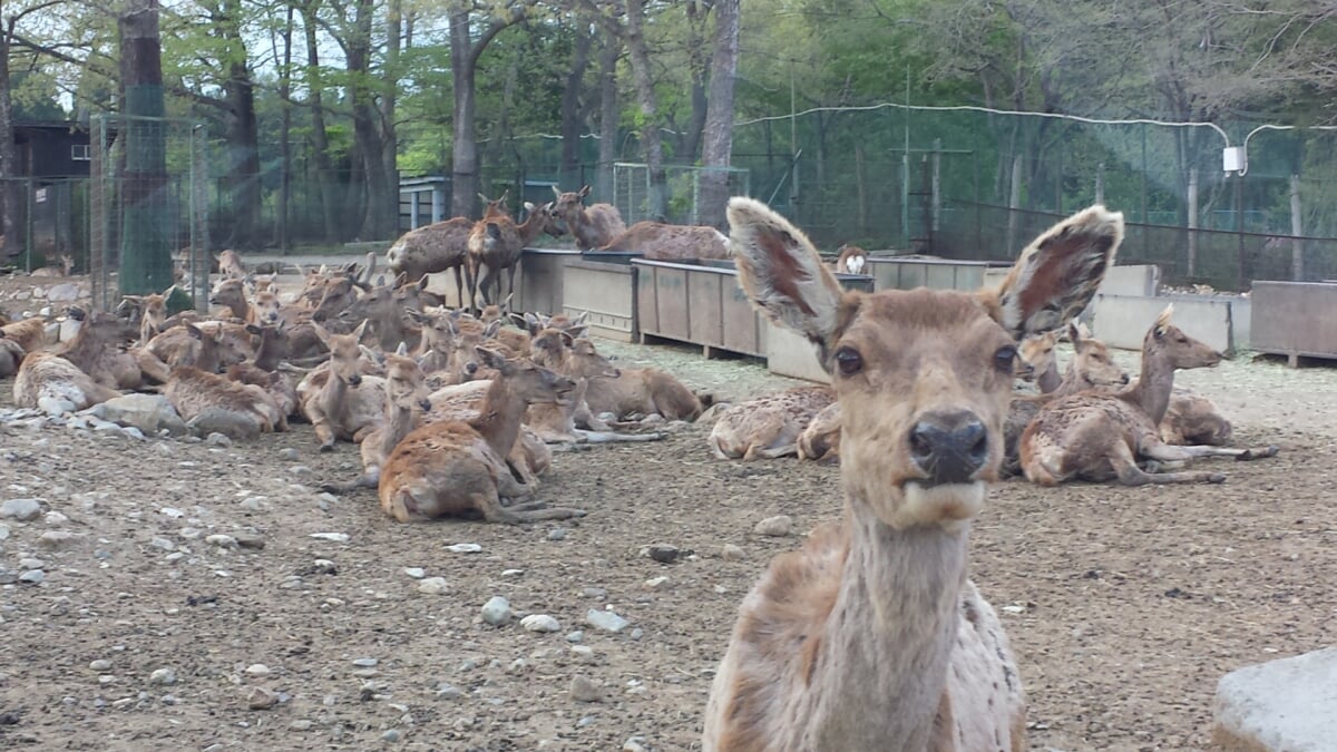 那須サファリパークの写真3