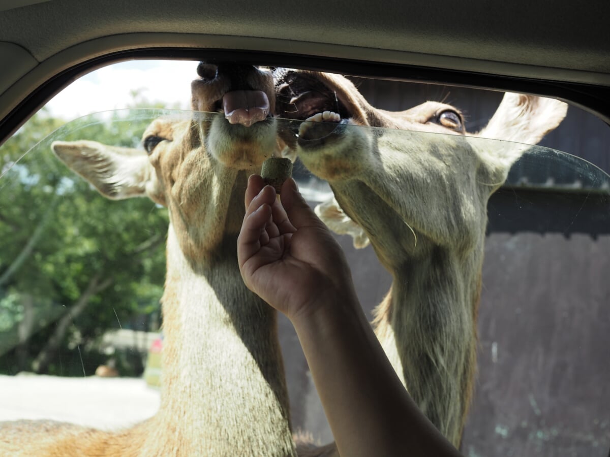 那須サファリパークの写真4