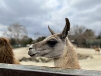 那須サファリパーク