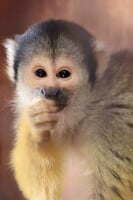 那須ワールドモンキーパーク