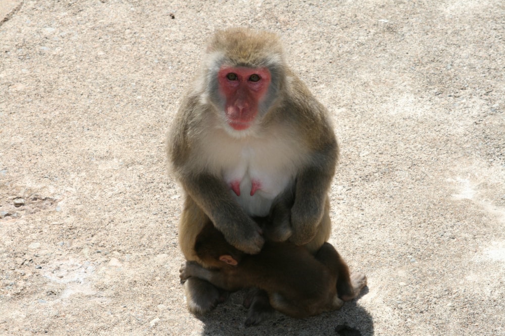 草津熱帯圏の写真2