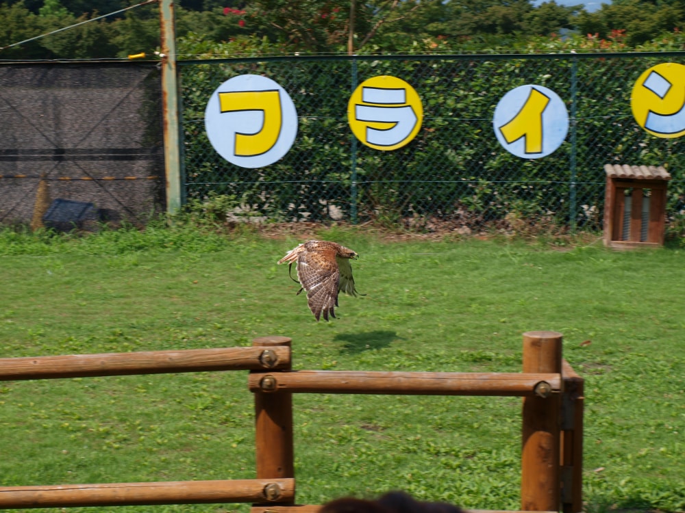 群馬サファリパークの写真3