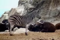 群馬サファリパーク