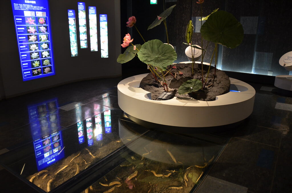 古代蓮会館の写真3