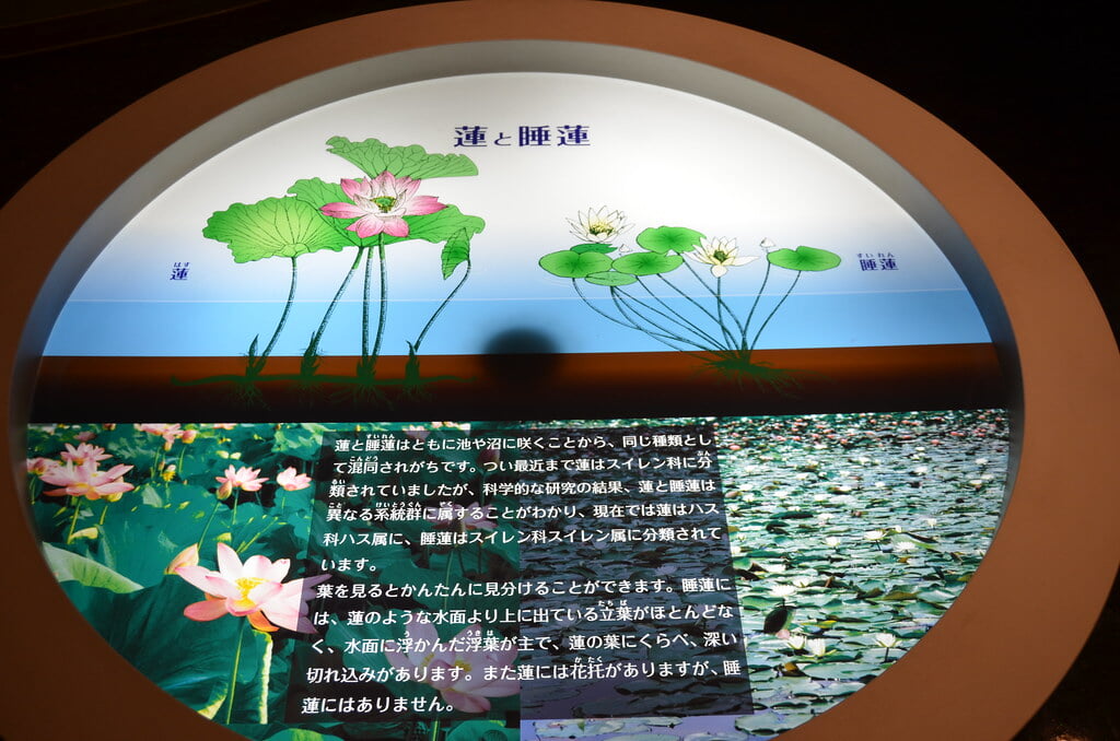 古代蓮会館の写真5