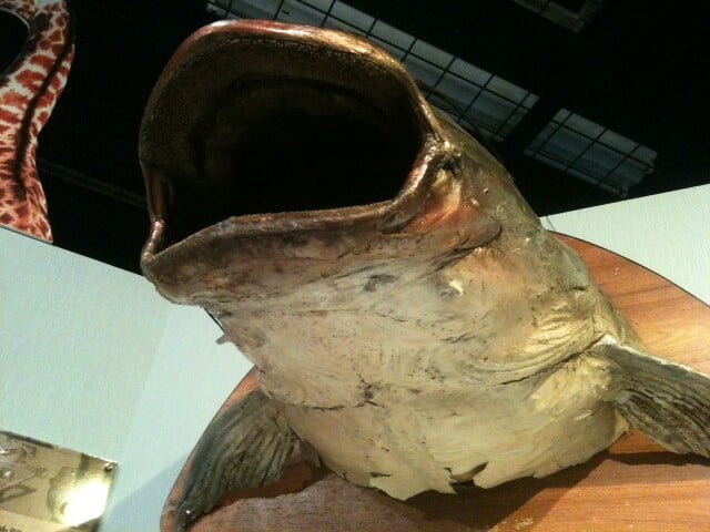 さいたま水族館の写真2