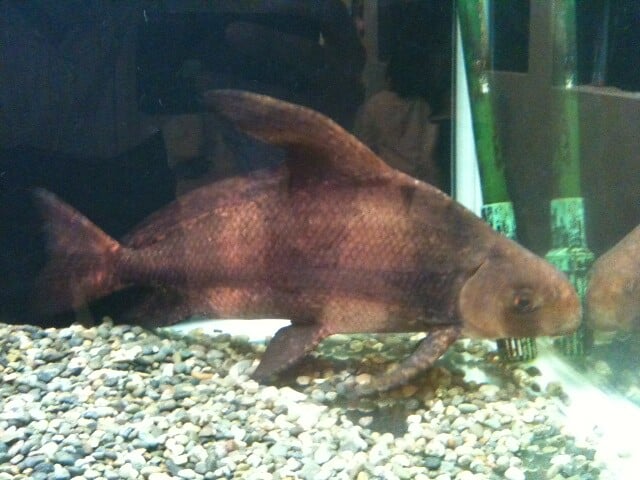 さいたま水族館の写真3