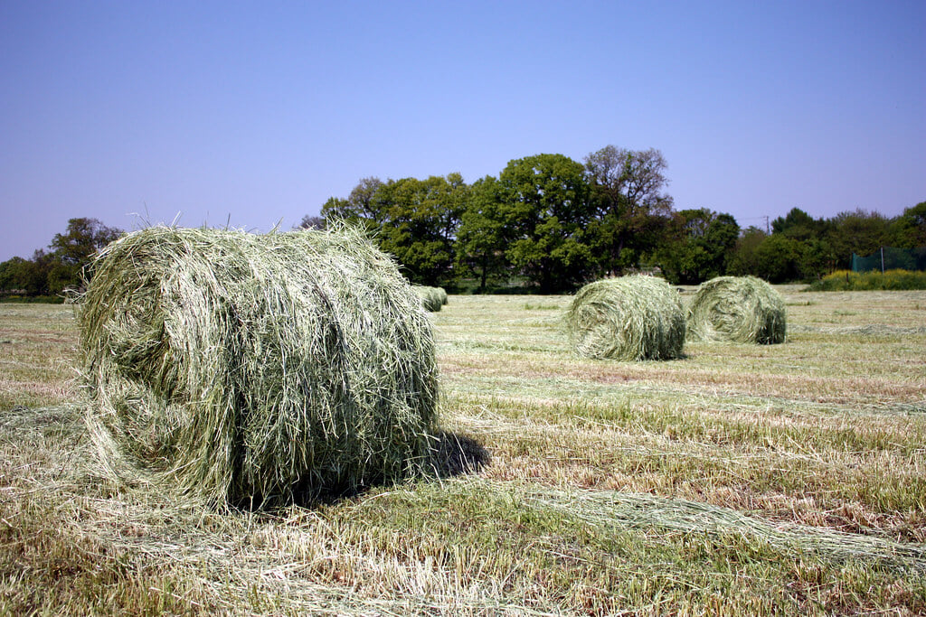 農事組合法人 榎本牧場の写真2