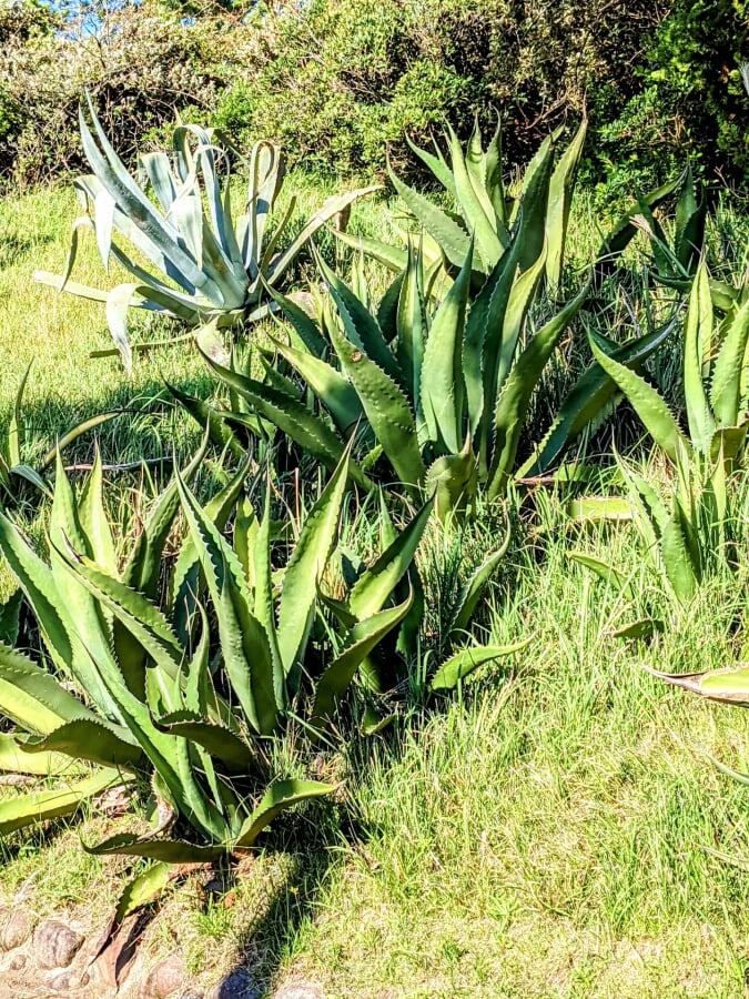 【閉園】アロハガーデンたてやまの写真2
