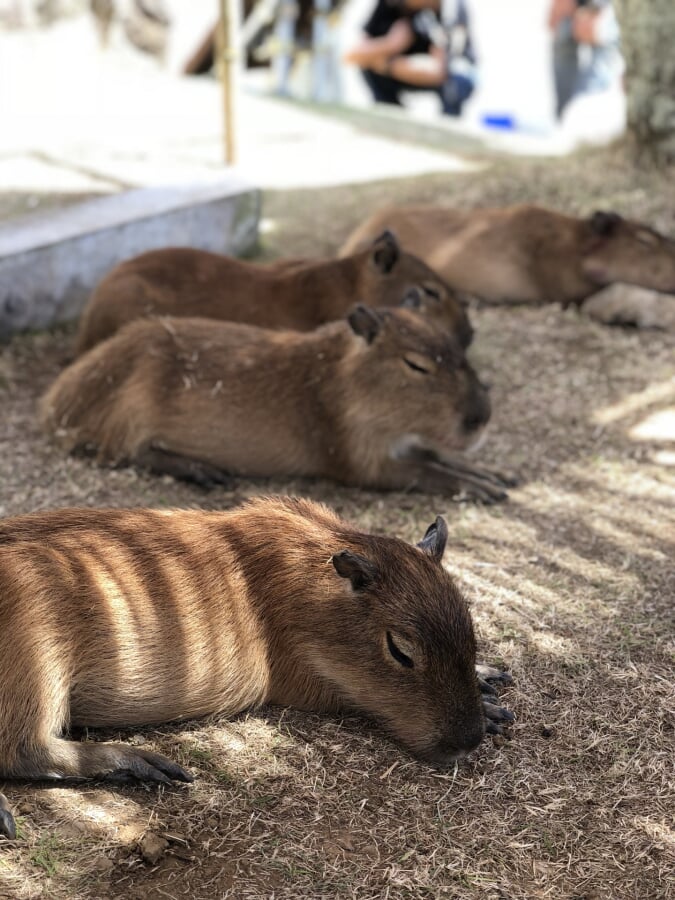 【閉園】アロハガーデンたてやまの写真3