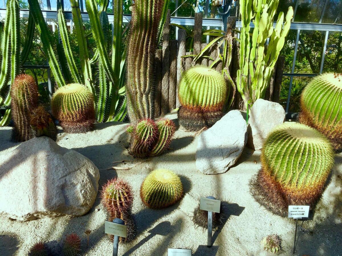 【閉園】アロハガーデンたてやまの写真1