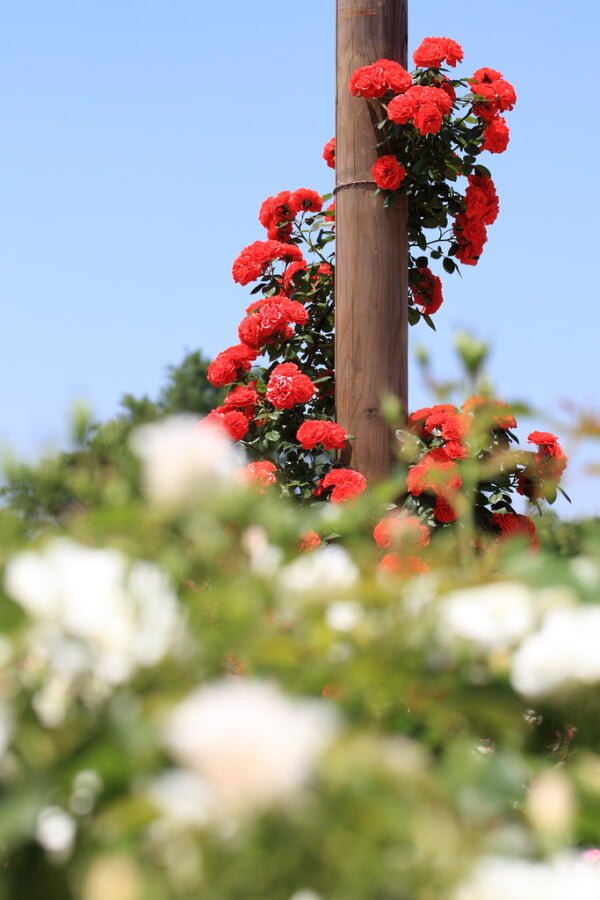 京成バラ園の写真4