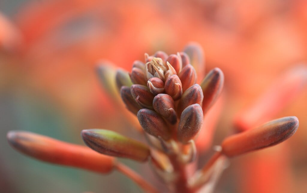 白浜フラワーパークの写真2