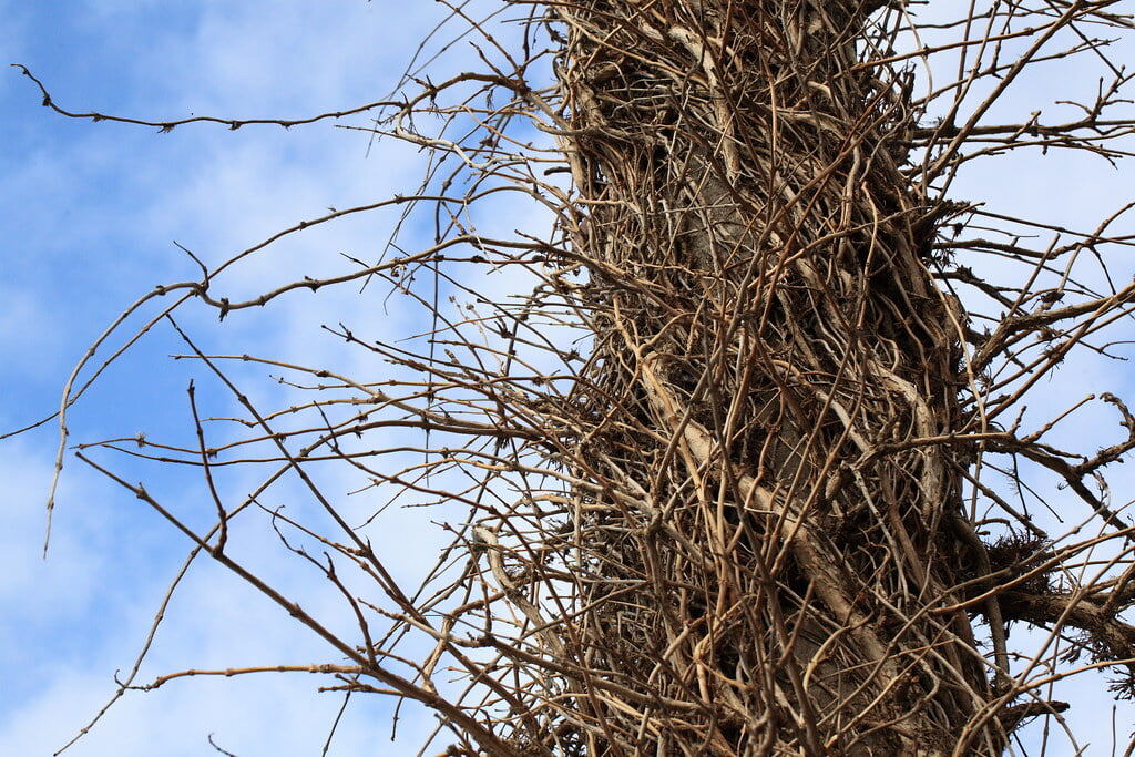 白浜フラワーパークの写真3