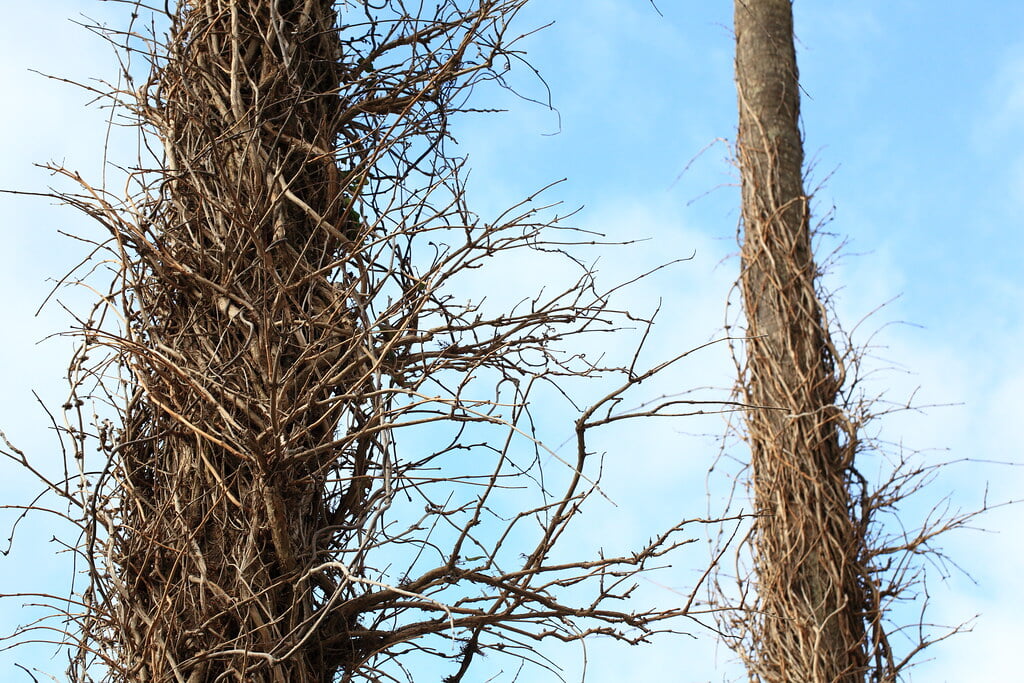 白浜フラワーパークの写真4