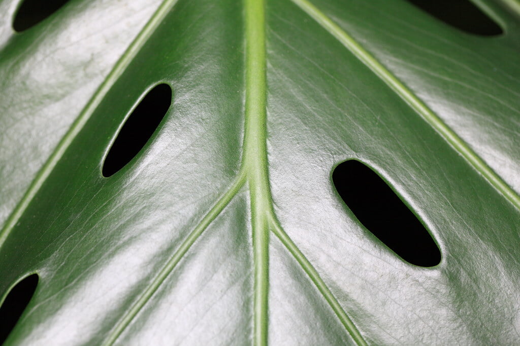 白浜フラワーパークの写真5