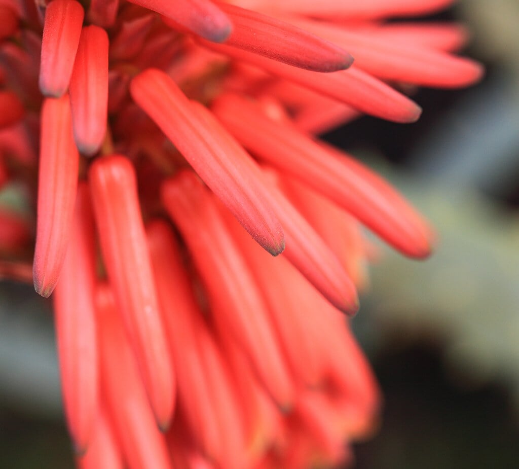 白浜フラワーパークの写真7