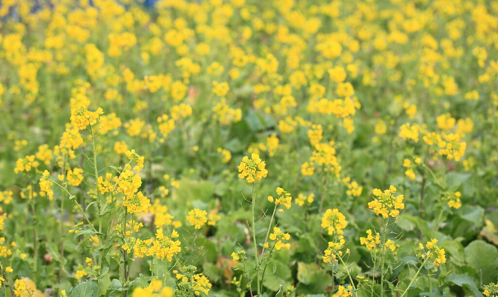 白浜フラワーパークの写真1
