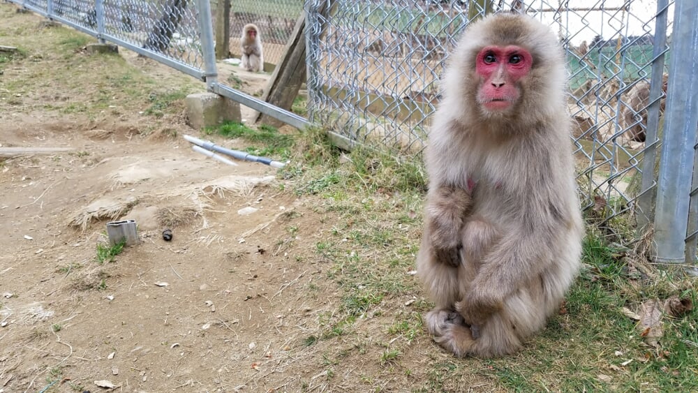 高宕山自然動物園の写真3