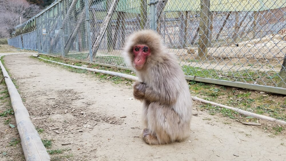高宕山自然動物園の写真4