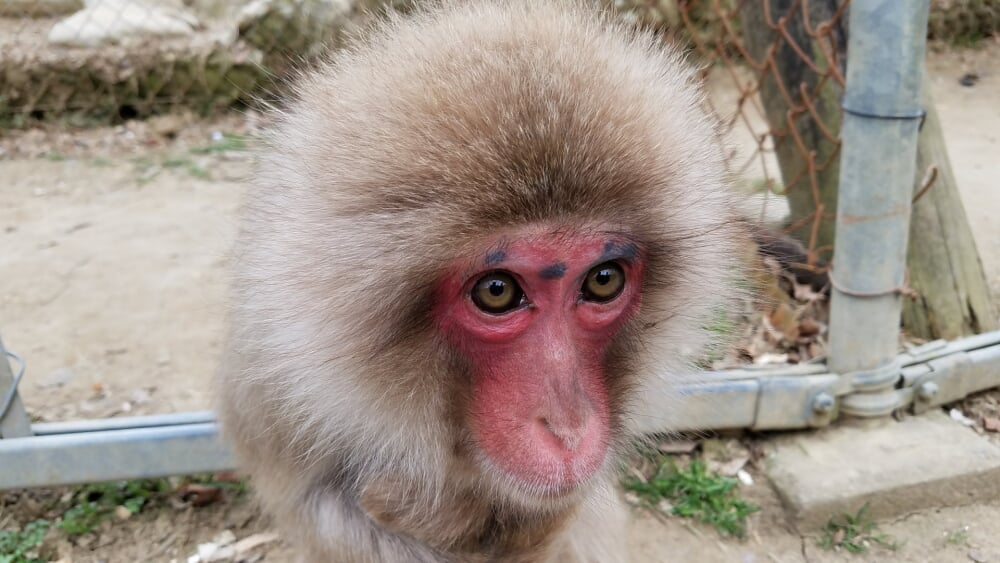 高宕山自然動物園の写真1