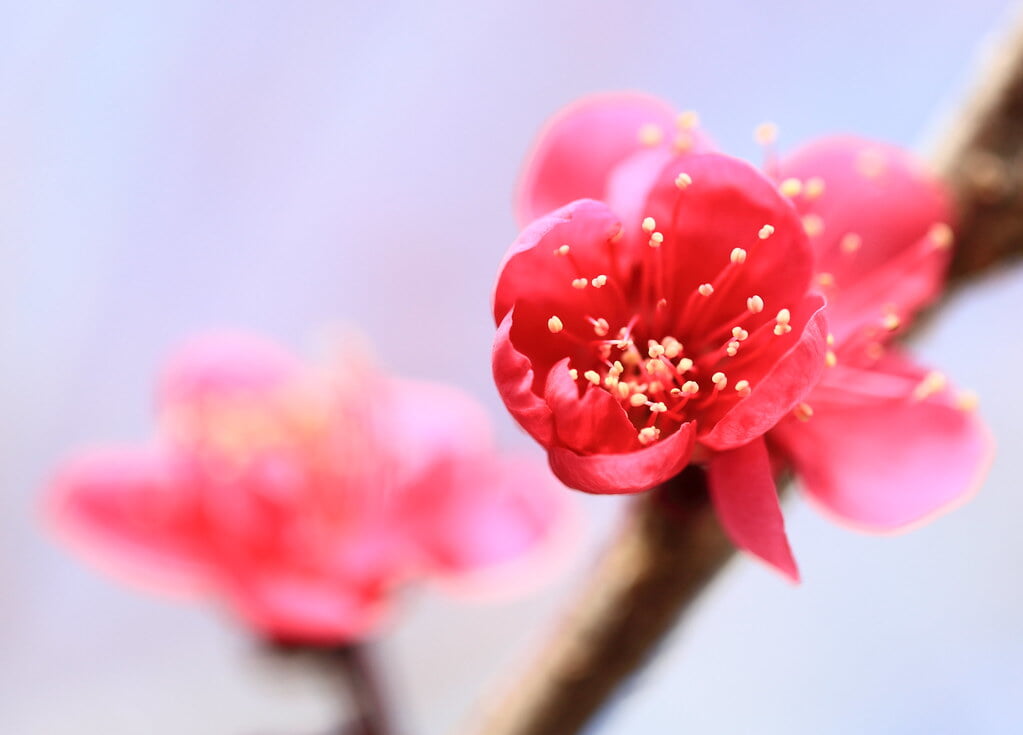 花野辺の里の写真9