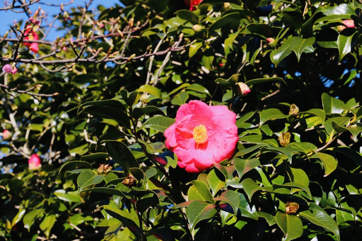 椿花ガーデンの写真2