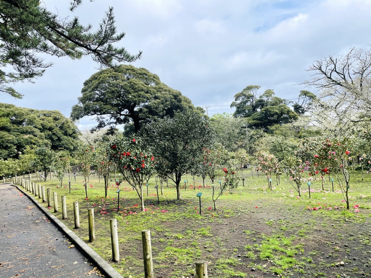 椿花ガーデンの写真1