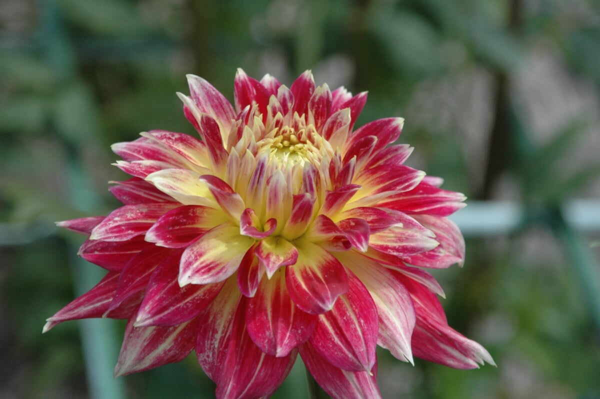 町田薬師池公園 四季彩の杜 ダリア園の写真2