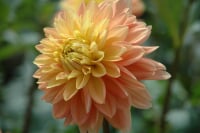 町田薬師池公園 四季彩の杜 ダリア園