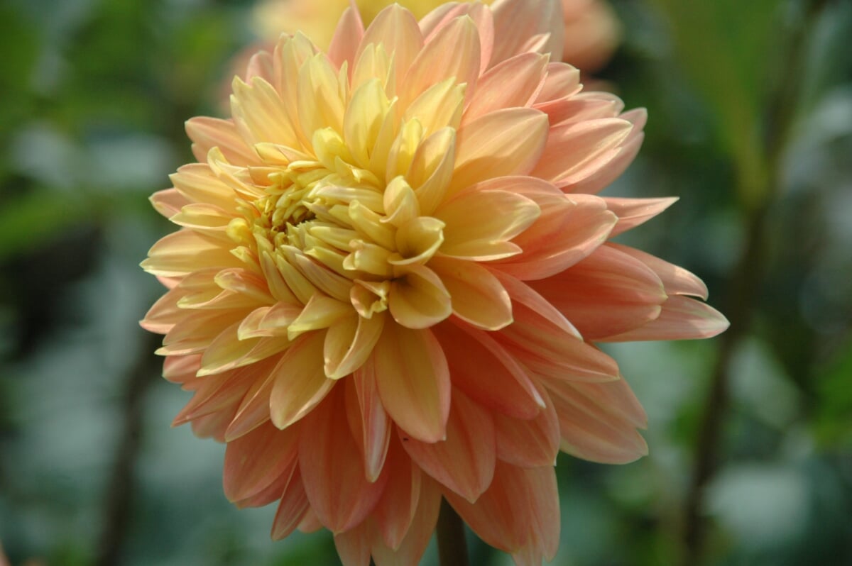 町田薬師池公園 四季彩の杜 ダリア園の写真1