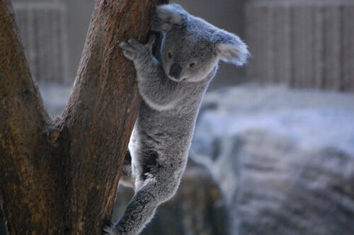 金沢自然公園 金沢動物園の写真3