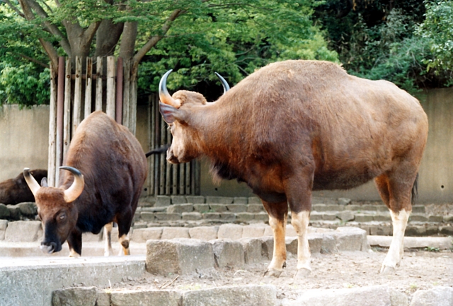 金沢自然公園 金沢動物園の写真5