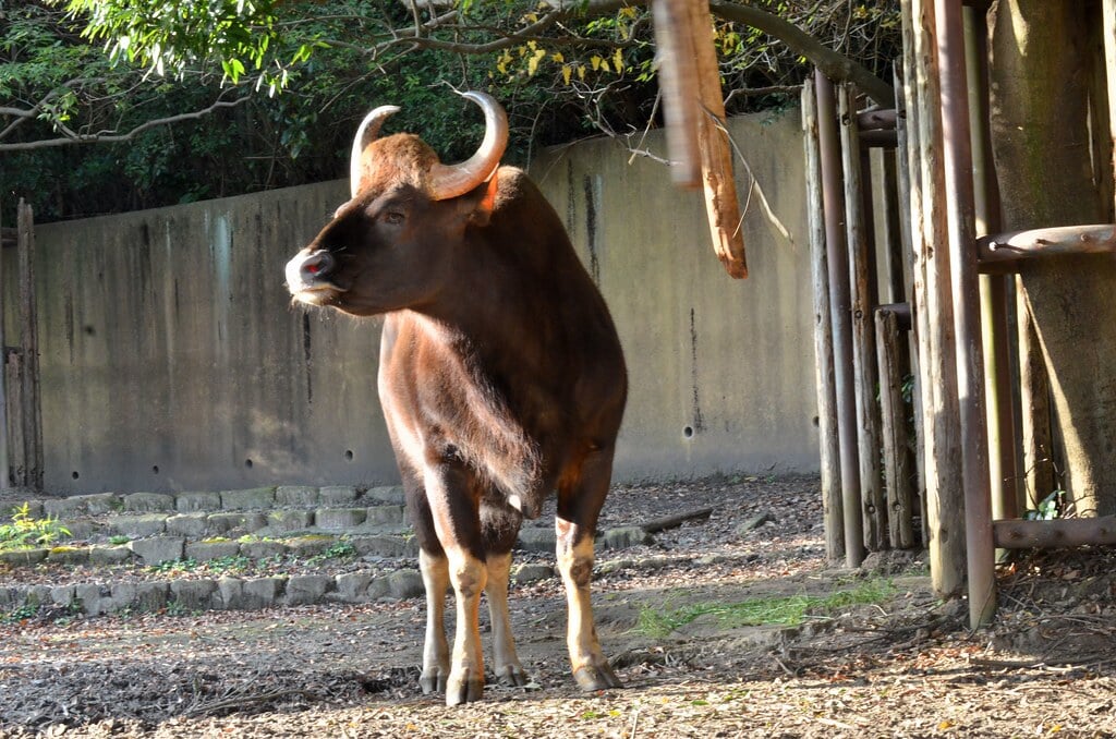 金沢自然公園 金沢動物園の写真6