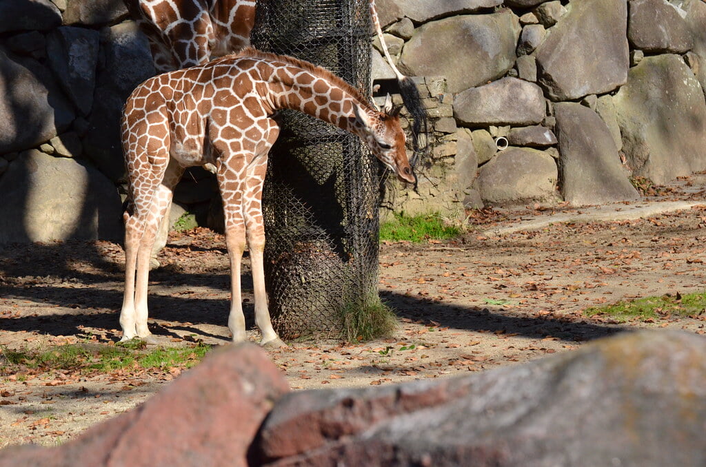 金沢自然公園 金沢動物園の写真7