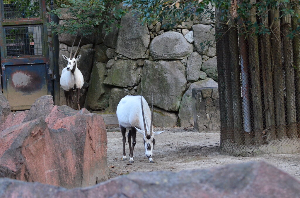 金沢自然公園 金沢動物園の写真8