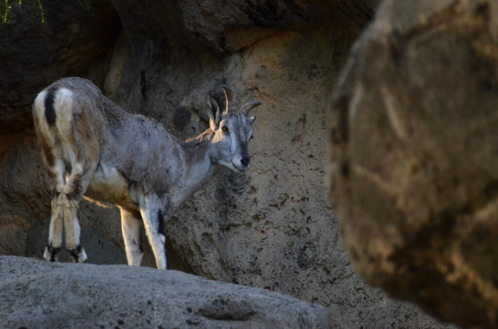 金沢自然公園 金沢動物園の写真10