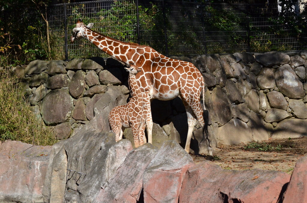 金沢自然公園 金沢動物園の写真11