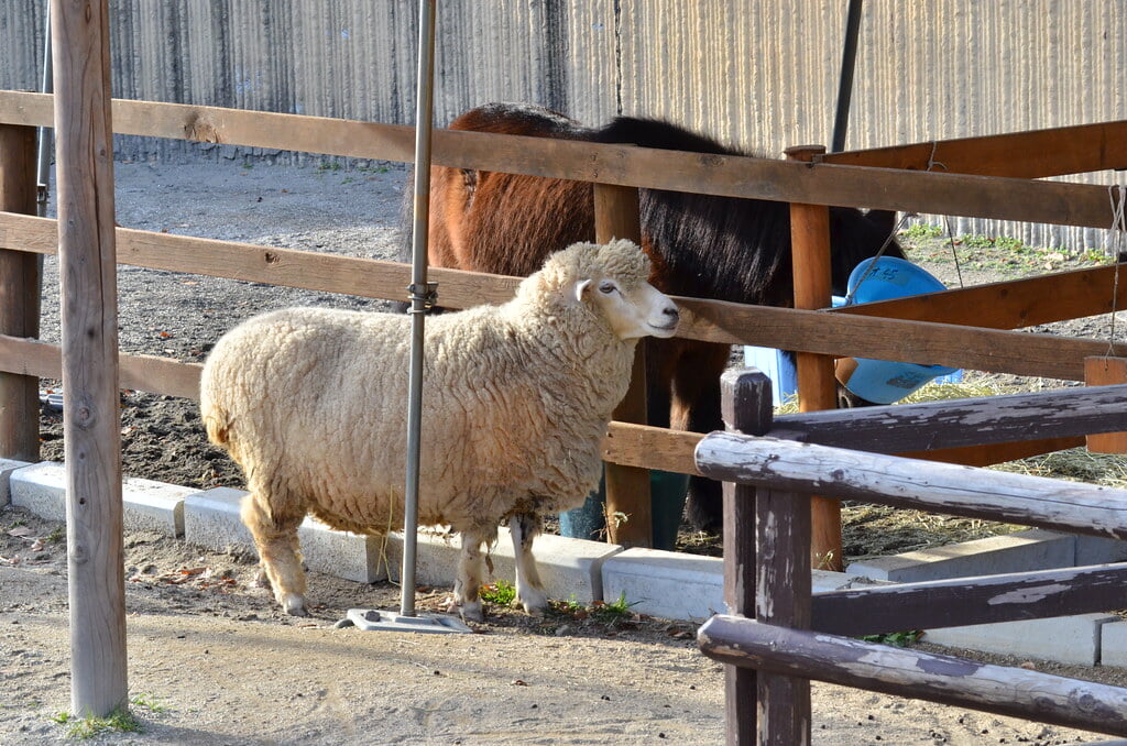 金沢自然公園 金沢動物園の写真12