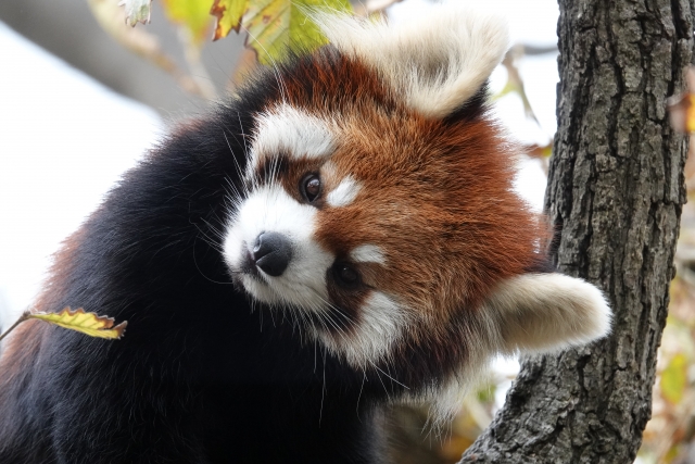 金沢自然公園 金沢動物園の写真13