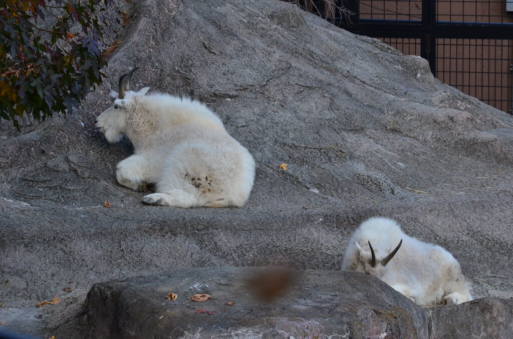 金沢自然公園 金沢動物園の写真15