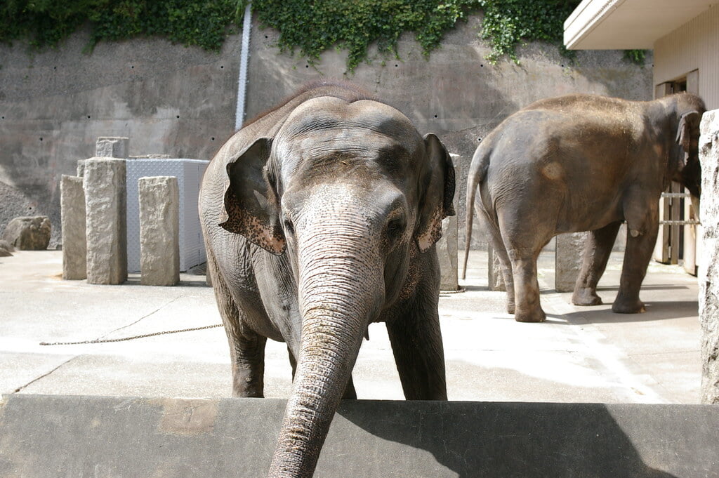 金沢自然公園 金沢動物園の写真16