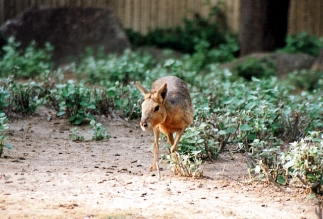 金沢自然公園 金沢動物園の写真17