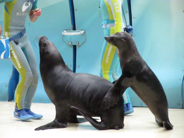新江ノ島水族館の写真2