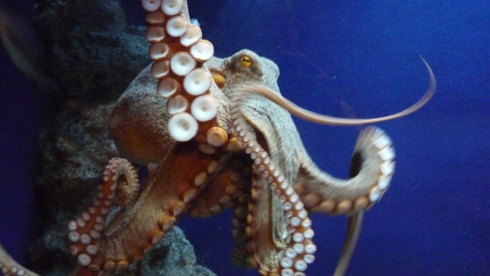 新江ノ島水族館の写真5